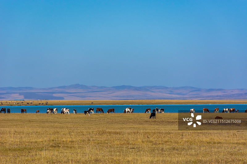 壮美呼伦贝尔图片素材