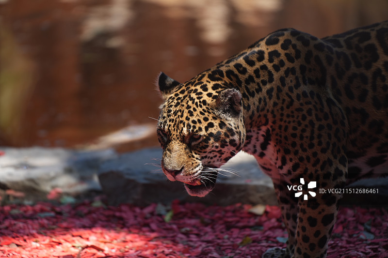 野性王国图片素材