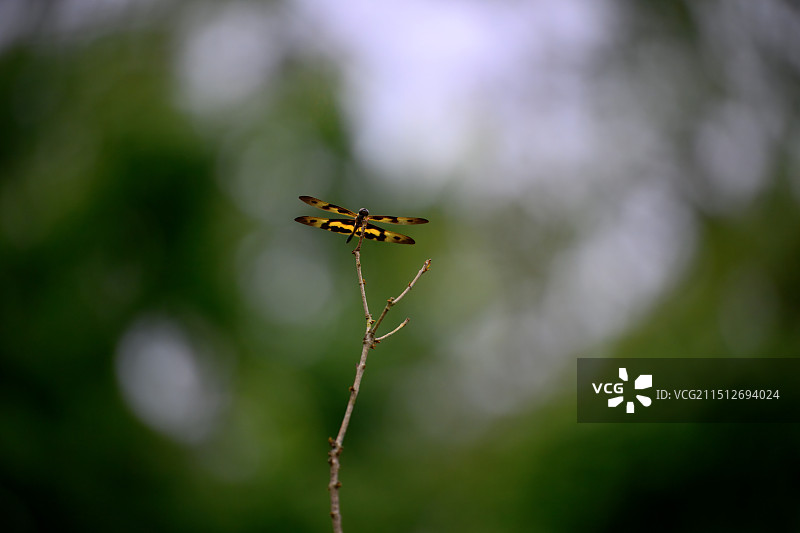 树枝上的小蜻蜓图片素材