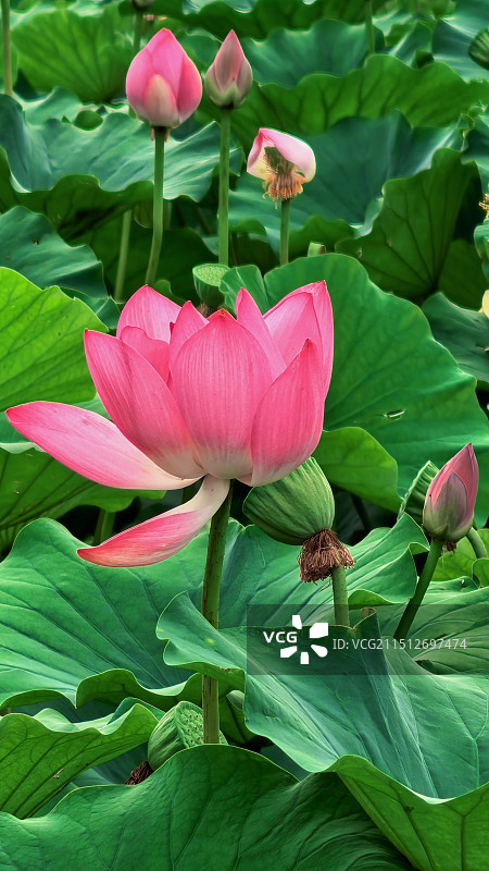 北京植物园图片素材