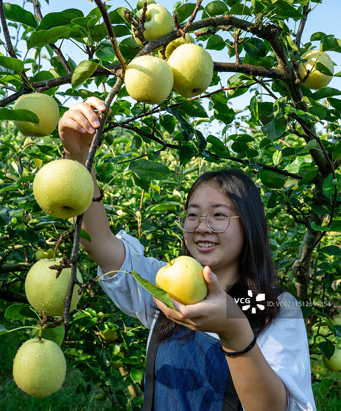 湖北宣恩县椒园镇黄坪村一名美女正在采摘黄金梨图片素材