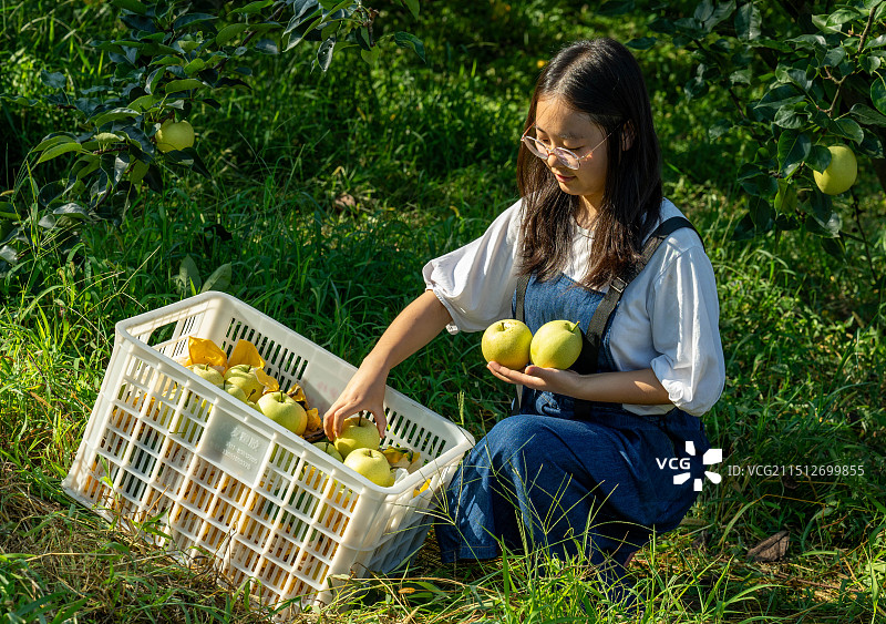 湖北宣恩县椒园镇黄坪村一名美女正在采摘黄金梨图片素材