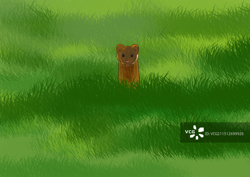 黄鼬黄鼠狼保护生态环境野生动物草丛野草资讯科普科学绘本插画图片素材