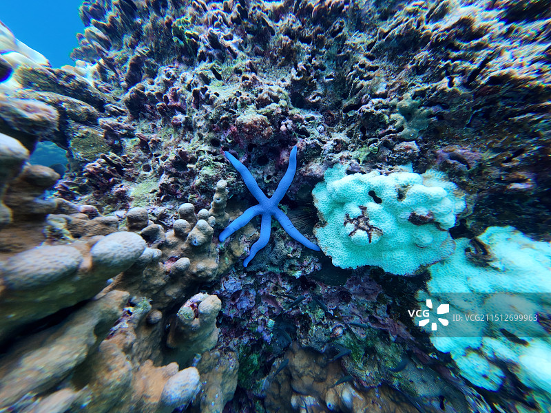 海洋中蓝色海星和珊瑚的特写镜头图片素材