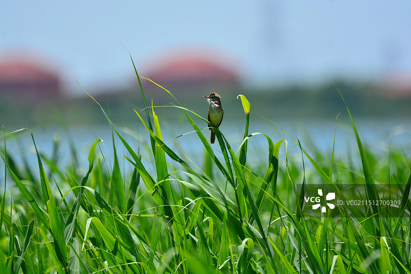 东方大苇莺图片素材