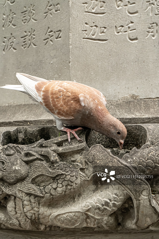 四川成都文殊院的鸽子图片素材