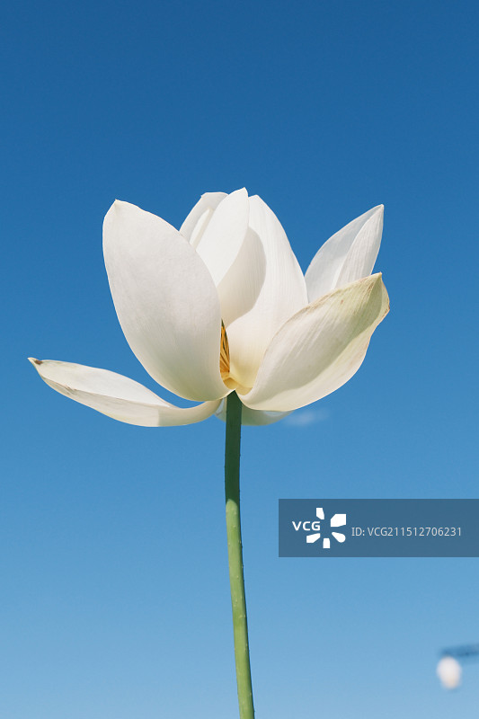 蓝天下白色开花植物的特写镜头图片素材