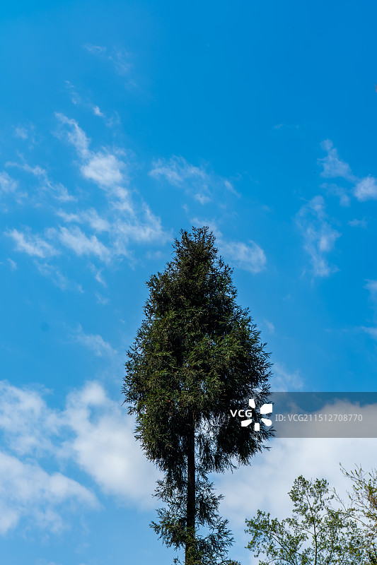 阳光下的树图片素材