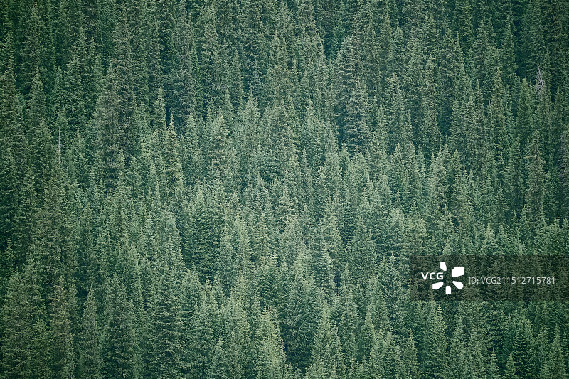 松树林图片素材