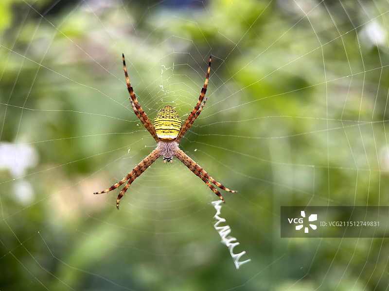 横伩金蛛（会写英文的蜘蛛）图片素材
