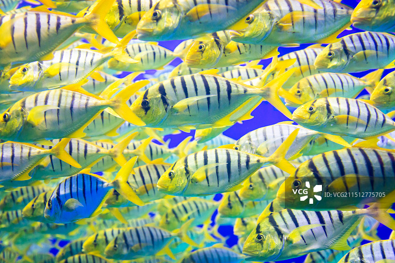 海洋馆中一群金色的鱼在游泳图片素材
