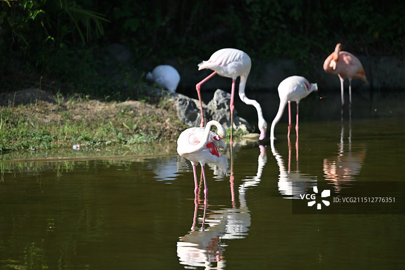 杭州野生动物世界景区图片素材