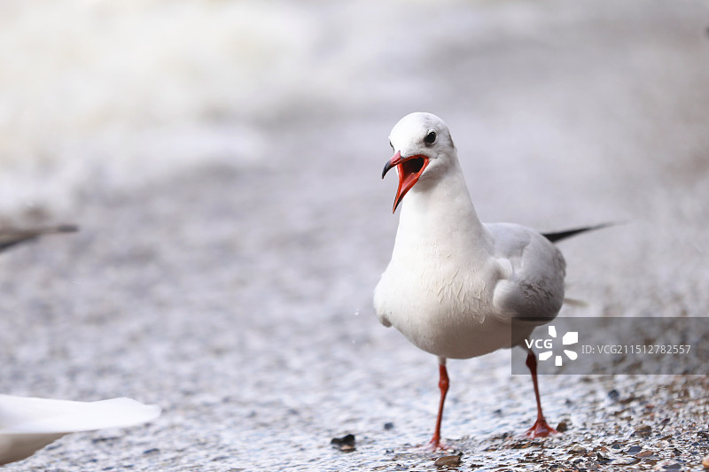 来自西伯利亚的一封情书|红嘴鸥图片素材