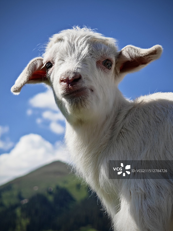 傲娇的小羊图片素材