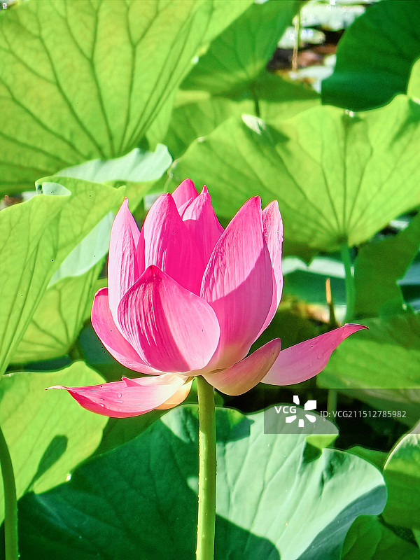夏天盛开的粉白色荷花图片素材