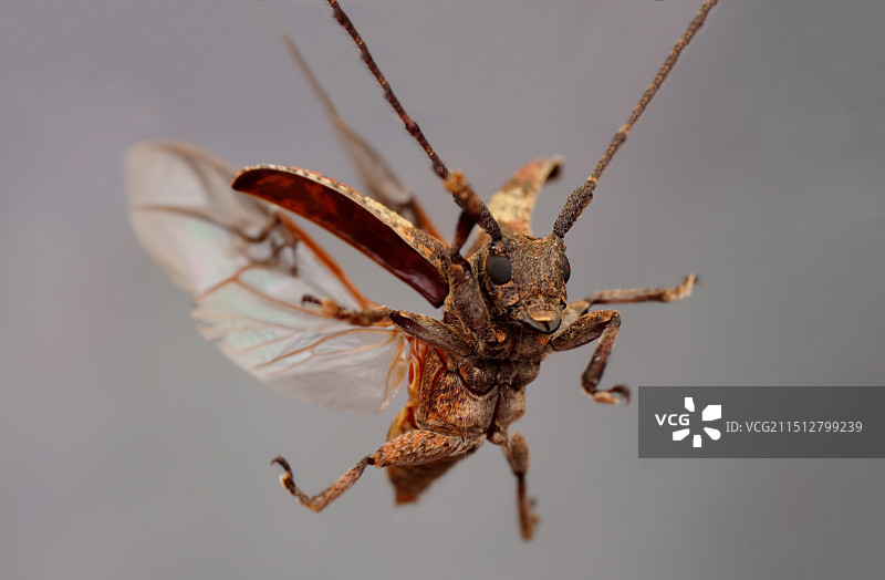 小飞牛图片素材