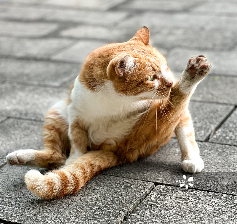 猫坐在人行道上的特写镜头图片素材