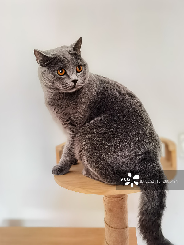 “回眸一看”   蓝猫肖像特写图片素材