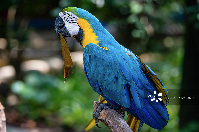 很可爱的鹦鹉图片素材