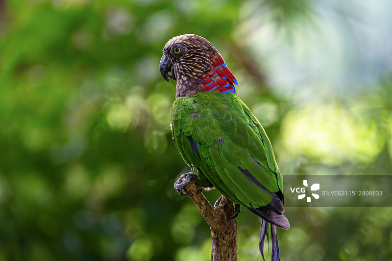 很可爱的鹦鹉图片素材