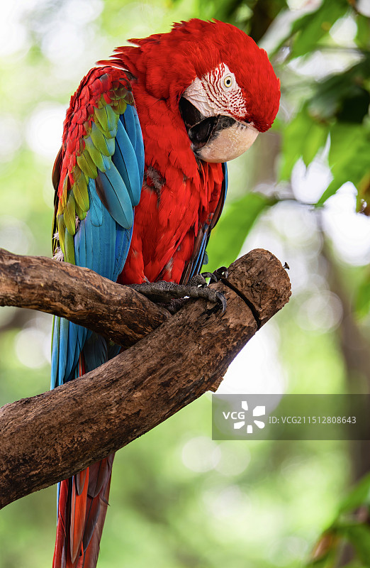 很可爱的鹦鹉图片素材