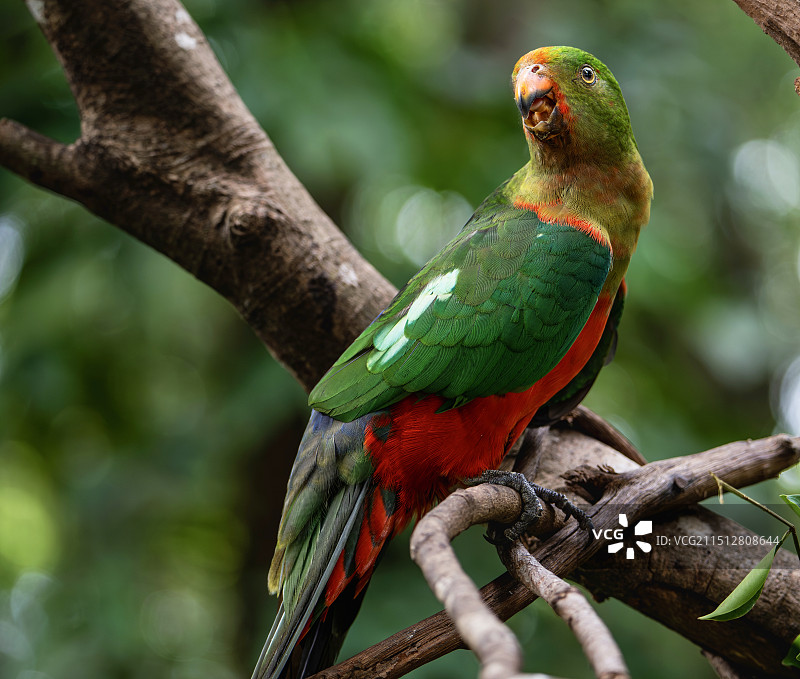 很可爱的鹦鹉图片素材