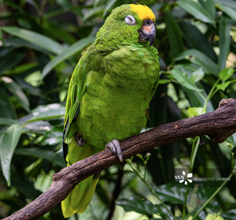 很可爱的鹦鹉图片素材