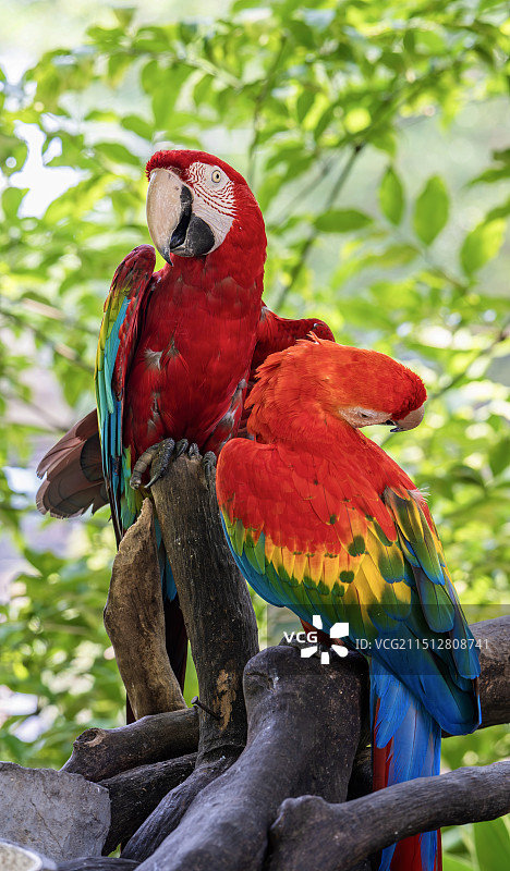 很可爱的鹦鹉图片素材