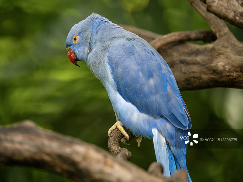 很可爱的鹦鹉图片素材