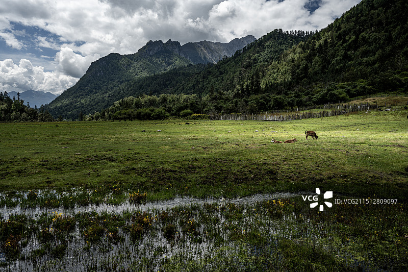 四川甘孜九龙县日鲁库湿地草甸图片素材