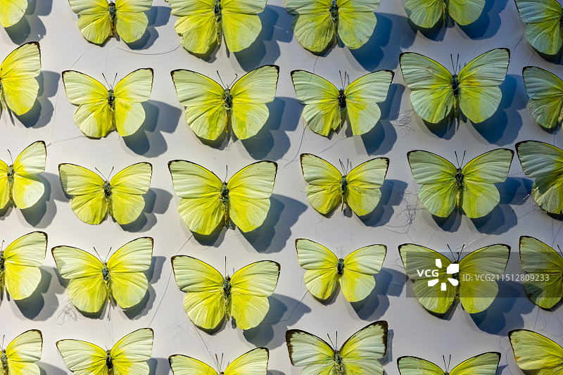 墙上排列整齐的黄色蝴蝶标本图片素材
