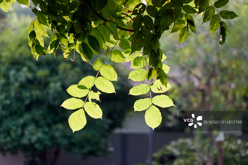 晴天逆光下紫藤的树枝树叶图片素材