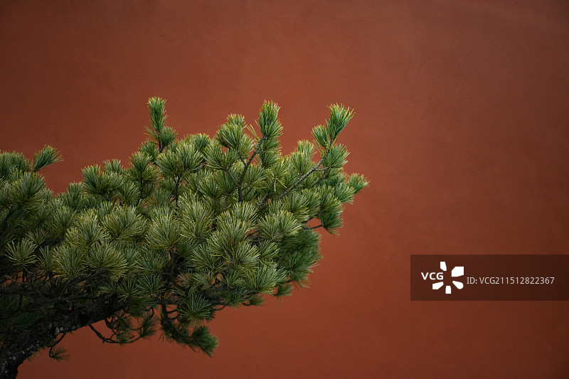 红墙背景的松树盆景图片素材
