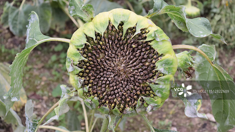 向日葵图片素材