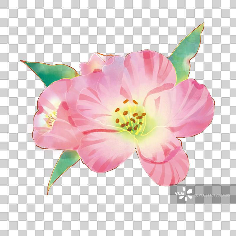 板绘清新自然水彩风植物图谱花草智利百合秘鲁百合水仙百合小鲜花粉色花卉花草植物插画图片素材