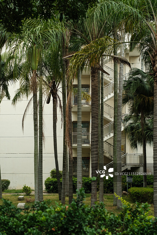 厦门大学校园内的景观绿化图片素材