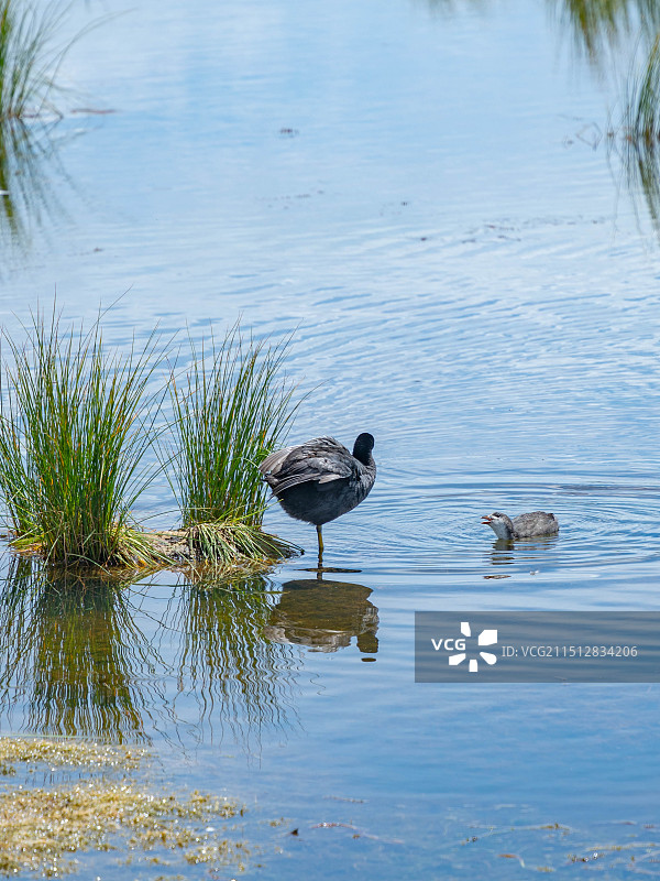 若尔盖花湖景区的动物图片素材