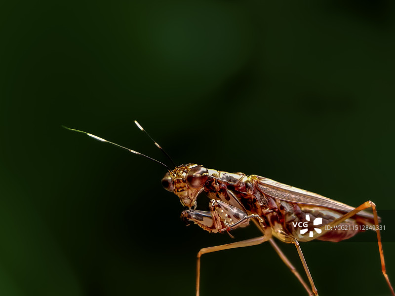 沉思（螳蛉）图片素材