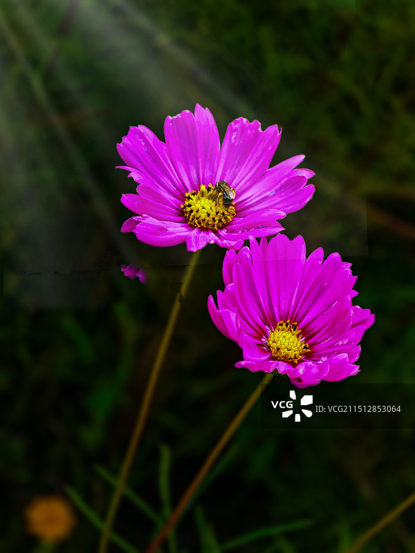 大波斯菊图片素材