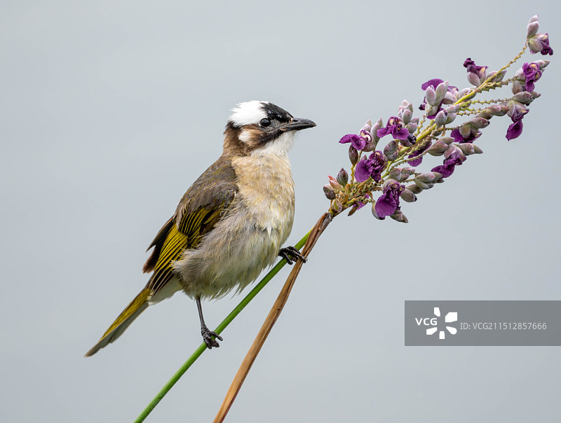吃花的白头鹎图片素材