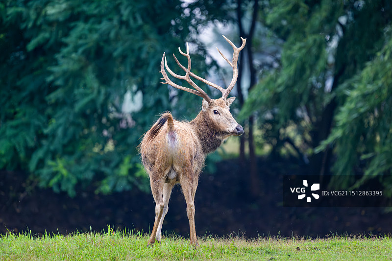 江苏盐城大丰麋鹿国家级自然保护区中的雄性麋鹿Elaphurus davidianus图片素材