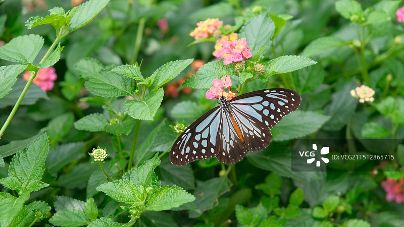 蝴蝶图片素材