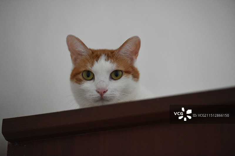 猫的特写肖像图片素材