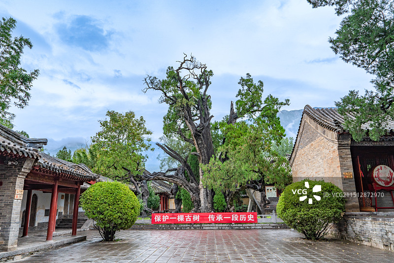 河南登封嵩阳书院汉封将军柏，二将军柏图片素材