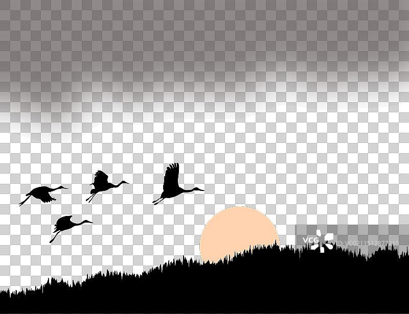 天鹅群飞图片图片素材