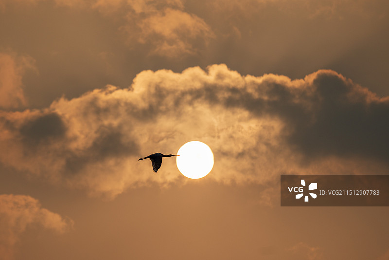 晨光里的琵鹭图片素材