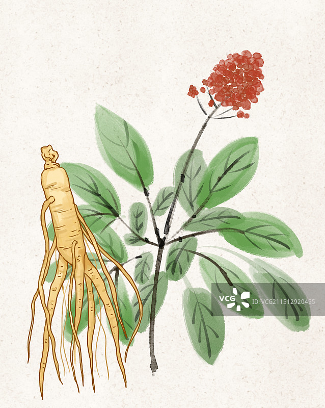 人参中药药材手绘插画图片素材
