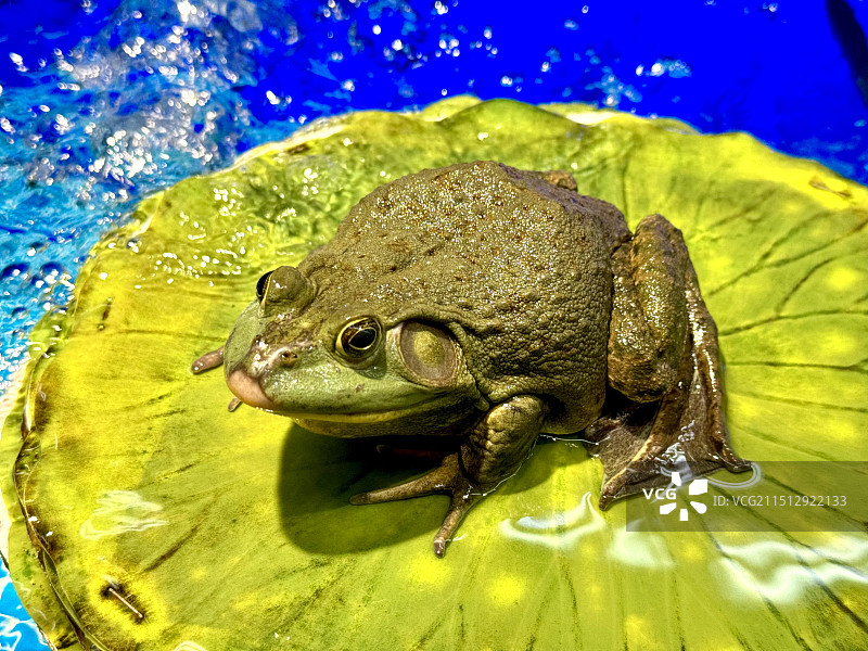 一只牛蛙图片素材