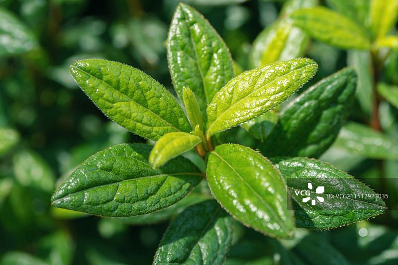 植物叶子特写镜头图片素材