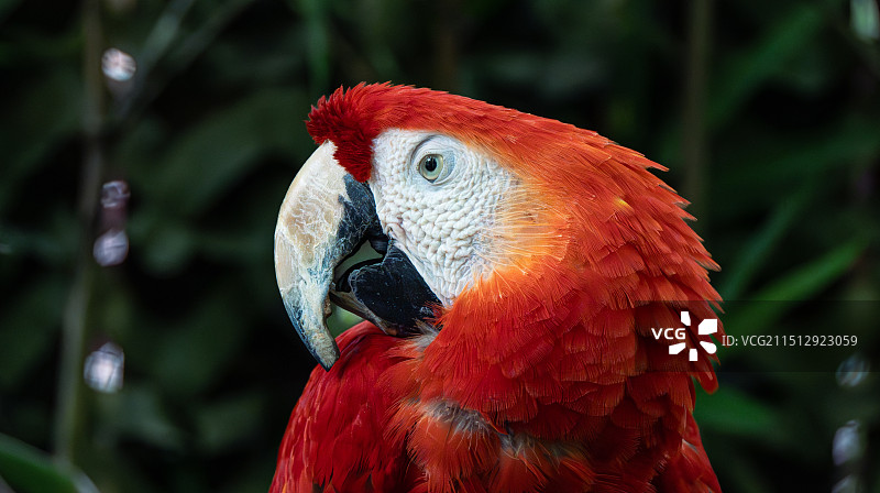 金刚鹦鹉特写镜头图片素材